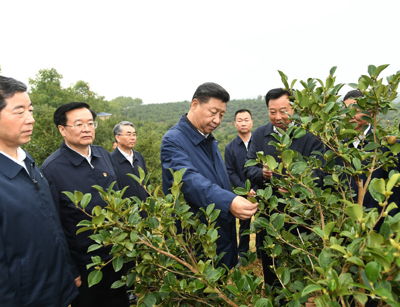 　　9月16日至18日，中共中央總書記、國(guó)家主席、中央軍委主席習近平在(zài)河南考察。這(zhè)是(shì)17日上(shàng)午，習近平來(lái)到(dào)信陽市光山縣槐店鄉司馬光油茶園，實地(dì / de)察看油茶樹種植和(hé / huò)挂果情況。新華社記者 謝環馳 攝